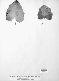 Aecidium tussilaginis image